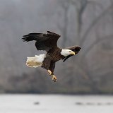 12SB2493 American Bald Eagle